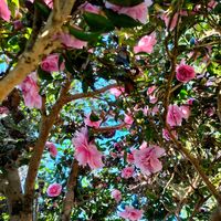 サザンカ,ムベ,ガーデニング,花のある暮らし,今日のお花の画像