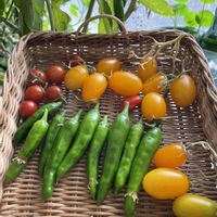 ミニトマト イエローアイコ,シシトウ,こぼれ種からのミニトマト,今日の収穫♪,可愛い♪の画像