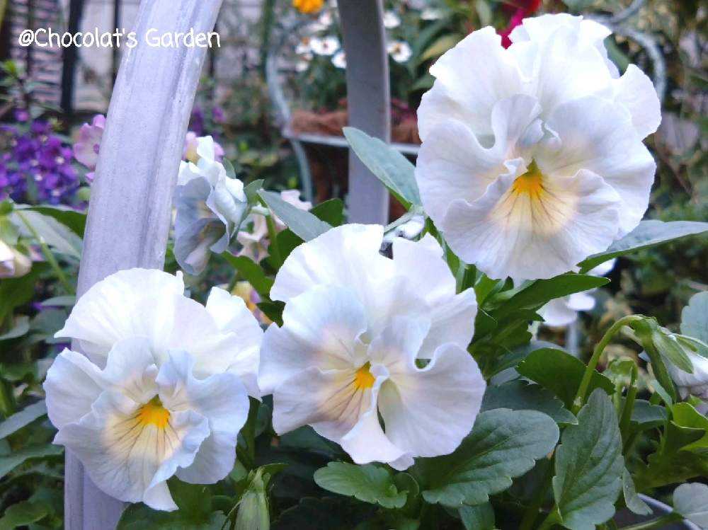 ビオラ　シェルブリエ　苗 Chocolat's Garden パンビオ 2023-2024①｜🍀GreenSnap