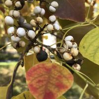 ナンキンハゼ,冬の散歩道,中国原産の画像