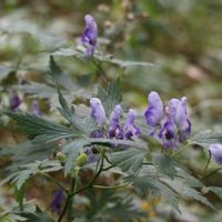 トリカブト,ごまな(胡麻菜),山野草,花のある暮らし,繋がりに感謝✨の画像