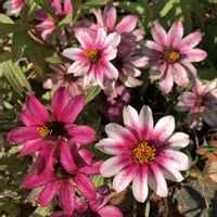 アスター,バーベナ,フヨウ,ワタ,ジニア（百日草）の画像