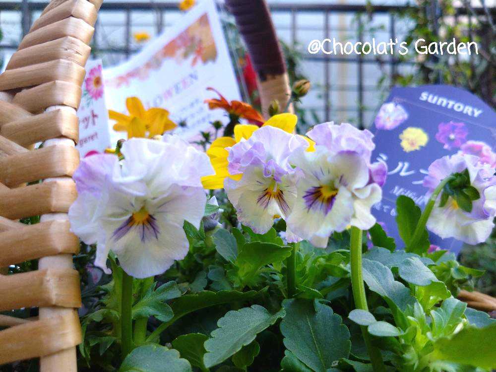 ビオラ　シェルブリエ　苗 楽天市場】シエルブリエ 3ポットセット フリル咲き パンジー