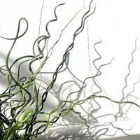 ラセンイ,イグサ,ラセンイ(螺旋藺),水辺の植物,クルクル葉っぱの画像