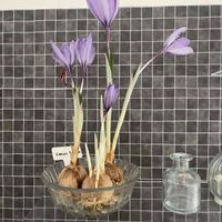 サフラン,球根,水栽培の画像