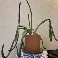 サボテン,サボテン,パキラ,観葉植物,鉢植えの画像