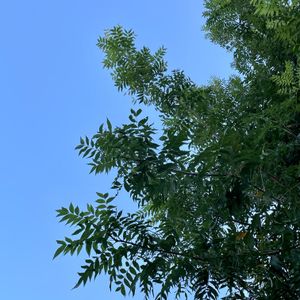カイノキ,ウルシ科,植栽,素敵な出会いに感謝,空を見上げての画像