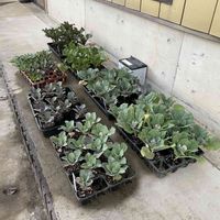 ヒヤシンス水耕栽培,寒い！寒い！寒い‼,*･゜ﾟ･*:.｡..｡.:*･'(*ﾟ▽ﾟ*)'･*:.｡. .｡.:*･゜ﾟ･*,冷凍ユリ,(*˘⌣˘*)✿ฺ。こんにちは！の画像