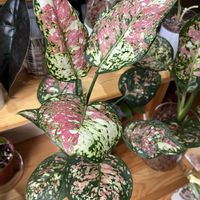 アグラオネマ,アグラオネマ アンヤマニー,観葉植物,ハイドロカルチャー,アグラオネマ属の画像