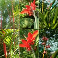 カンナ,ヒメショウジョウヤシ,ホヘンベルギア ステラタ,温室,花のある暮らしの画像