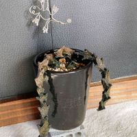 セロペギア ボッセリ,ユーフォルビア・プラティクラダ,多肉植物,大好き,感謝の画像