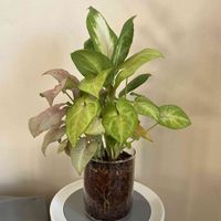 シンゴニウム,ディフェンバキア・カミーラ,シンゴニウム ネオン,シンゴニウム ライム,観葉植物の画像