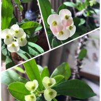 ハナキリン,白花,マダガスカル原産,正岡子規の画像