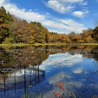 紅葉,アサザ,水辺の風景,おでかけ先,茨城県の画像