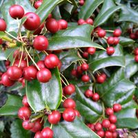 セイヨウヒイラギ,クリスマスホーリー,シナヒイラギ,地植え,裏庭の画像