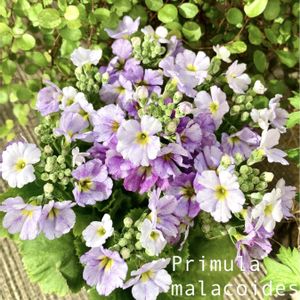 サンスベリア,プリムラ マラコイデス,多肉植物,観葉植物,可愛いの画像