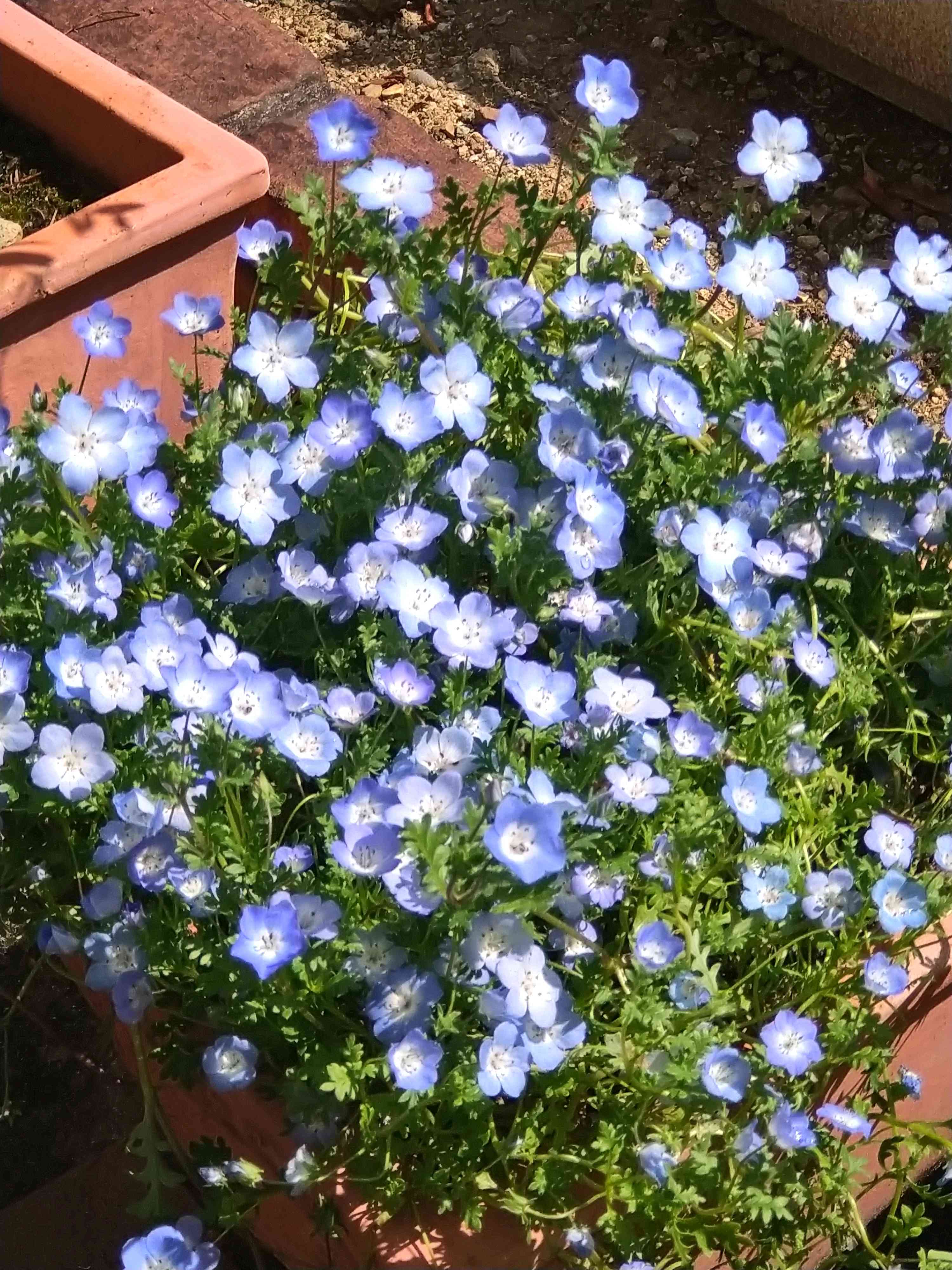 ネモフィラ種まきから育てる｜🍀GreenSnap（グリーンスナップ）