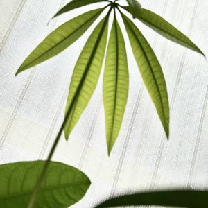 パキラ,実生 パキラ,観葉植物,シンボルツリー,窓辺の画像