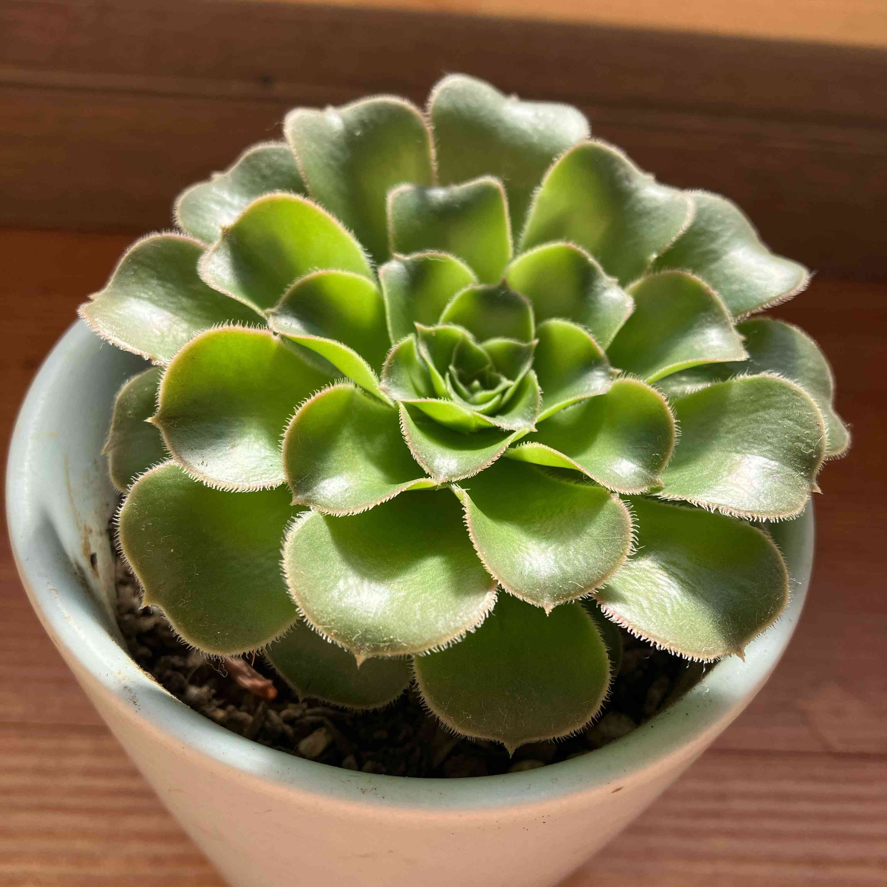 バルサミフェルム　大群生　抜き苗 バルサミフェルムの一覧｜🍀GreenSnap（グリーンスナップ）