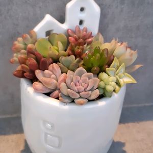 多肉植物,多肉寄せ植え,癒し,お気に入り♡,可愛すぎる♡の画像