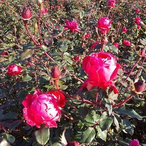 庭園,紅葉（こうよう）,癒し…♡,ばら バラ 薔薇,竹灯籠の画像