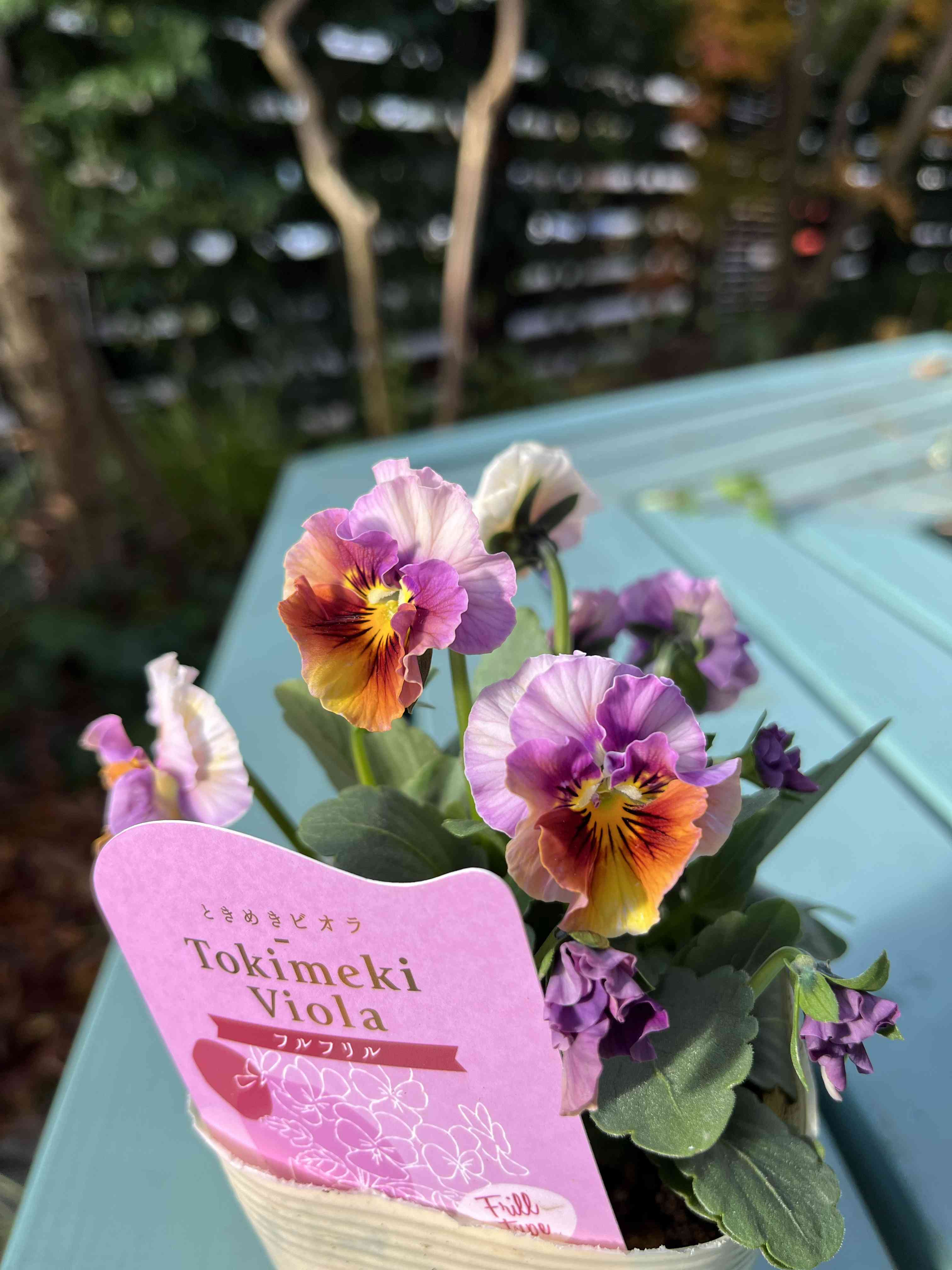 ときめきビオラの投稿画像 by おかーしゃさん｜奥田園芸とおかーしゃ