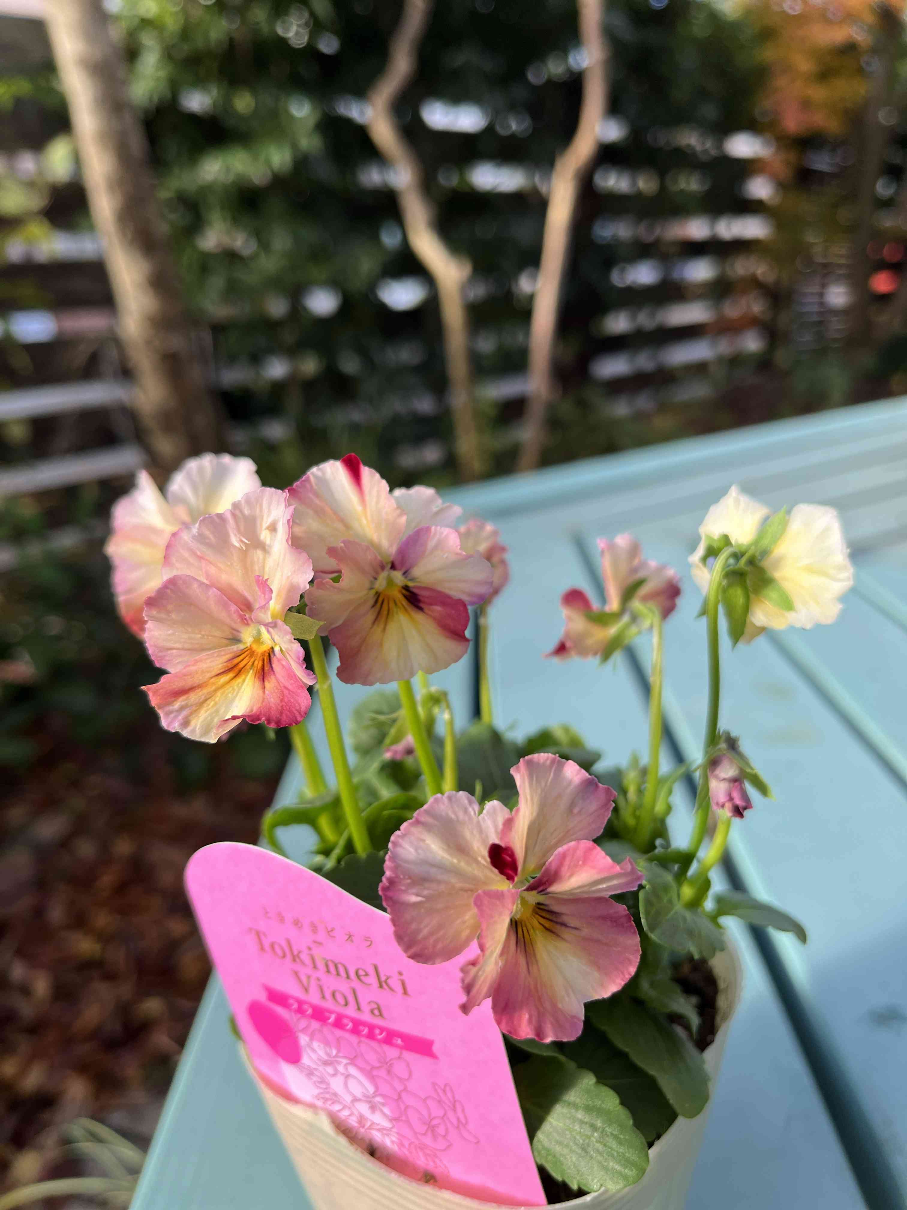 RYU様おまとめ可愛い♡ときめきビオラ♡チリペッパー他計10点 ときめきビオラの投稿画像 by おかーしゃさん｜奥田園芸とおかーしゃ