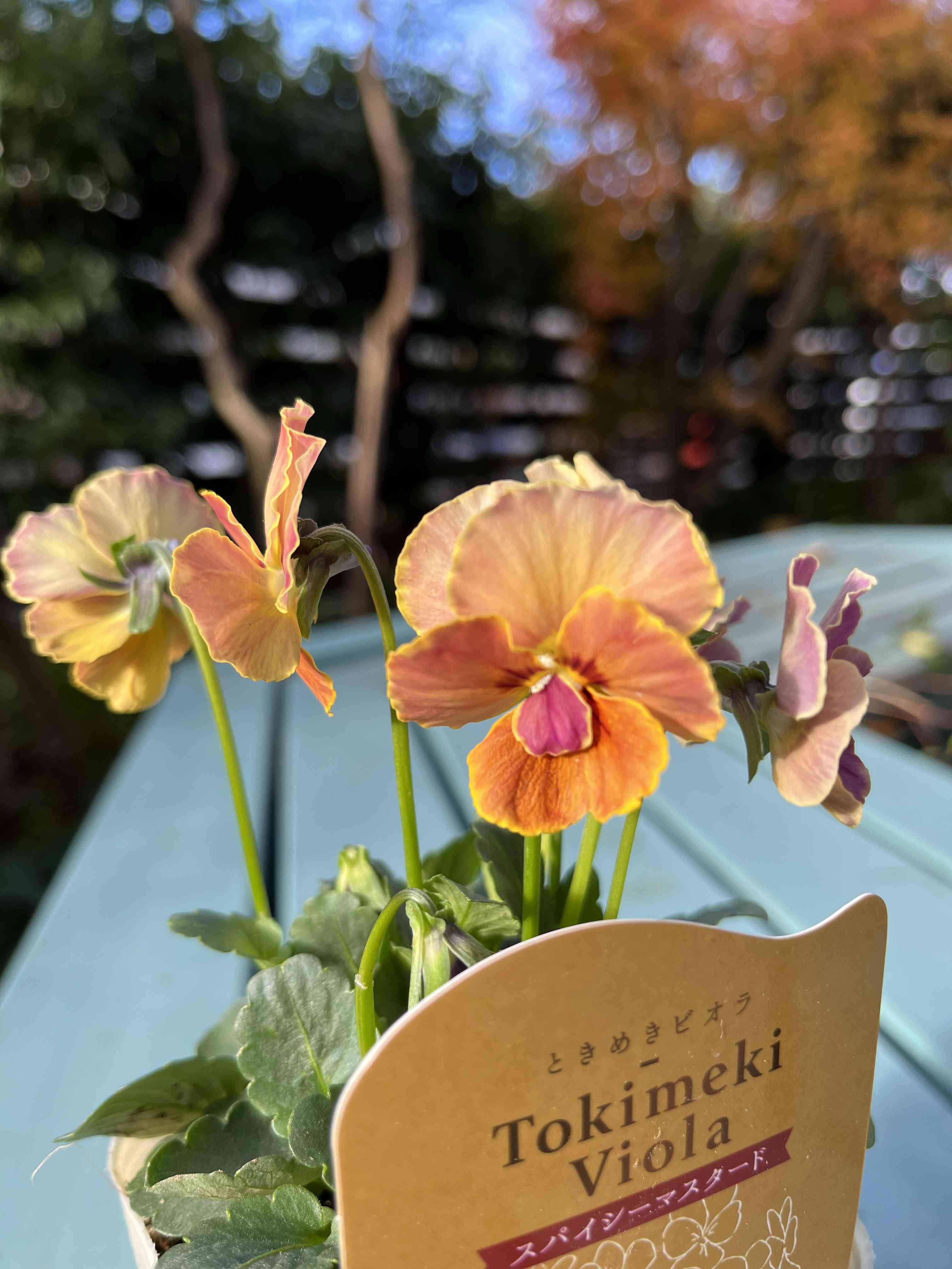 ときめきビオラの投稿画像 by おかーしゃさん｜奥田園芸とおかーしゃ