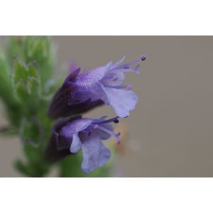 アガスターシェ,アガスターシェ ブラックアダー,箱庭に咲く花11月,庭の画像