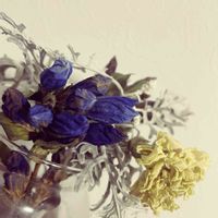 ドライフラワー,ガーデニング,北海道,好きなお花,笑顔は人の花の画像