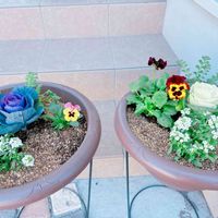 寄せ植え,DIY,植え替え,花壇,癒し空間の画像