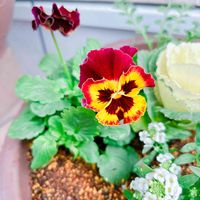 寄せ植え,DIY,植え替え,花壇,成長期の画像