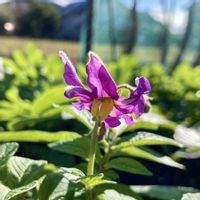 ジャガイモ,野菜の花,花のある暮らし,花のある生活,家庭菜園の画像