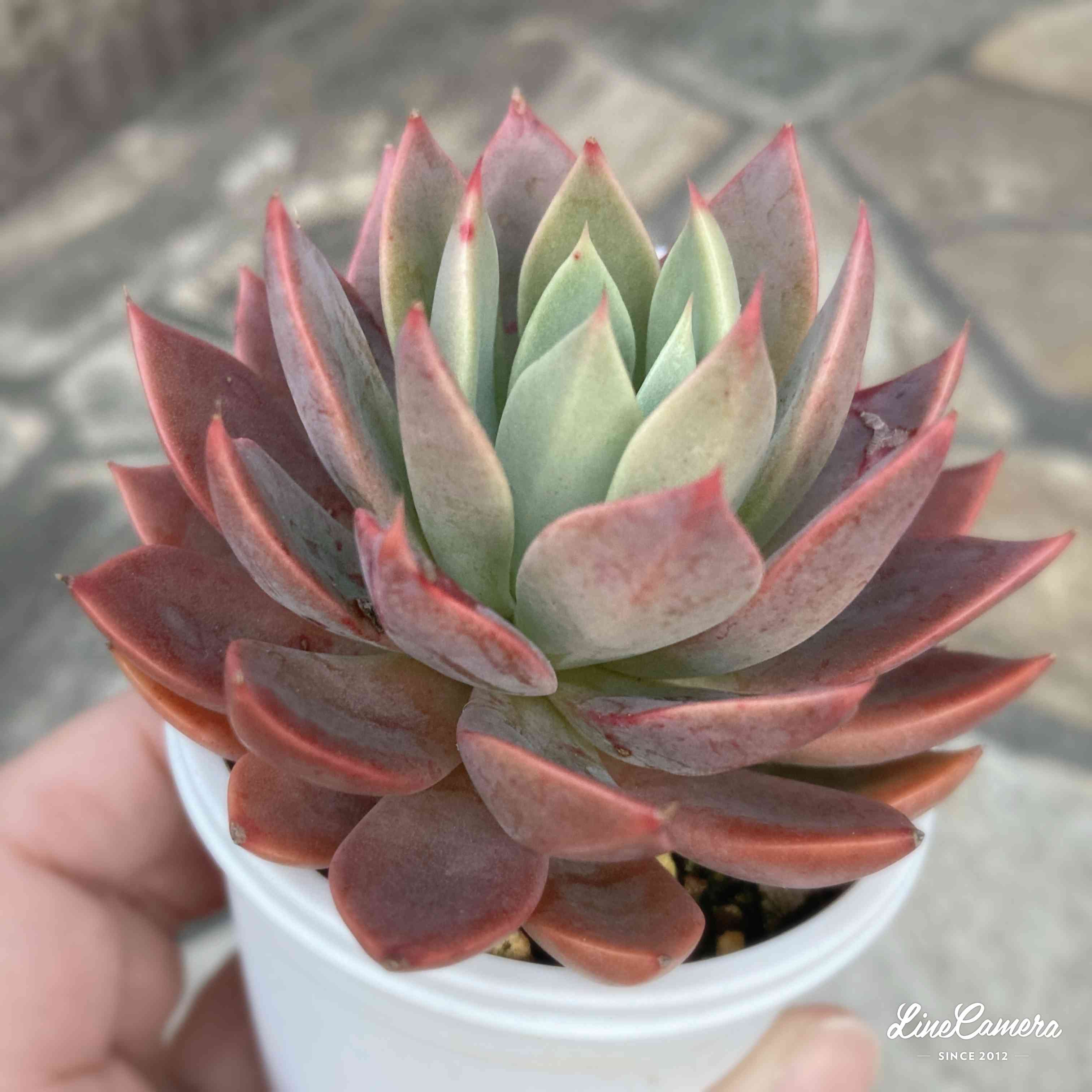 渥美園芸苗の一覧｜🍀GreenSnap（グリーンスナップ）