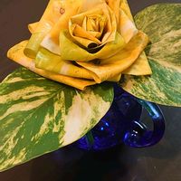 ポトス,落ち葉で薔薇の花を作るの画像