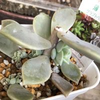 火祭り,カナディアン,薄氷,プリマベーラ,ミッシェルローサの画像