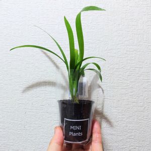 観葉植物,100均,緑のある暮らし,観葉植物好き,ミニプランツの画像