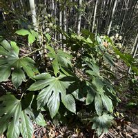 ヤツデ,山野草,お散歩,樹木,大きな葉っぱの画像