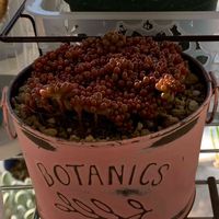 セダム  レッドベリー,多肉植物,植え替え,セダム属,植え付けの画像