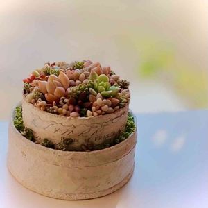 多肉植物,リメ缶,多肉寄せ植え,多肉のある暮らし,ちまちま寄せの画像