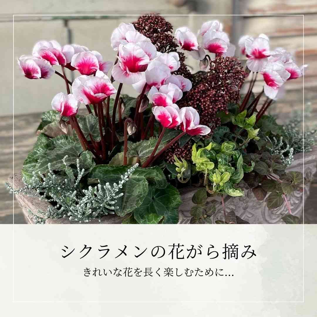 水やりの投稿画像 by Hakusanさん｜シクラメン大好きとシクラメン。と