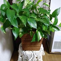 ポトス,観葉植物,水耕栽培,リビング,癒し♡の画像