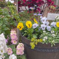 ストック,寄せ植え,ガーデニング,冬の花,ビオラ・パンジーの画像