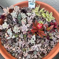 火祭り,多肉植物,紅葉する多肉,クラッスラ属,多肉寄せ植えの画像