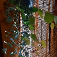 ドライフラワー,和室の画像