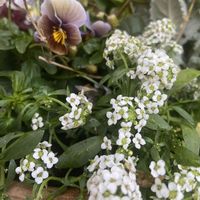 ビオラ,ビオラ・フロステッドチョコレート,寄せ植え,可愛い,花のある暮らしの画像