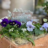 寄せ植え,ブルーの花,花のある暮らし,ビオラ・パンジー,春が待ち遠しいの画像