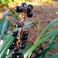 ヤブラン,大好きなお花,あなたに会いたくて,全てに祈りを♪,紫・Purple・バイオレットの画像