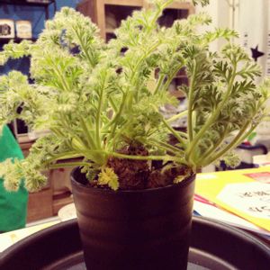ペラルゴニウム・アッペンディクラツム,多肉植物,塊根植物,灌木の画像
