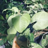 シンゴニウム,観葉植物,ダイソー産,インテリアグリーン,ジャングル化の画像